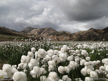 National Geographic, paisagem, montanhas, Islândia, campo, flores brancas, flores, HD papel de parede HD wallpaper