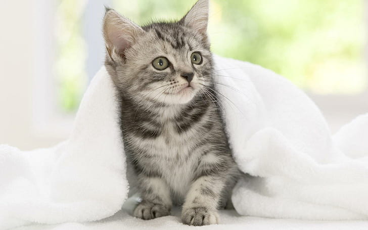 Un gatito tímido muy dulce y tímido, tímido, necesita, lindo, tranquilo, adorable, animales, Fondo de pantalla HD