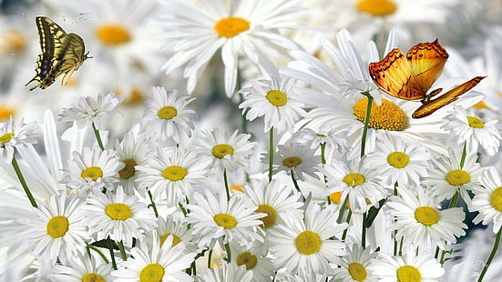 Abundância de margaridas, flores branco e marrom, primavera, persona do firefox, verão, borboletas, flores, margarida, margaridas, 3d e abstrato, HD papel de parede HD wallpaper