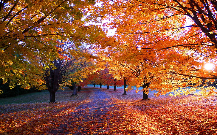 оранжевые листья дерево, природа, осень, парк, листья, апельсин, деревья, путь, солнечный свет, пейзаж, трава, утро, HD обои