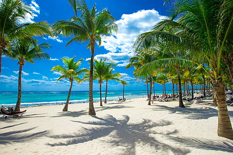 зелено-коричневая кокосовая пальма, песок, море, пляж, небо, солнце, облака, тропики, пальмы, побережье, горизонт, HD обои HD wallpaper