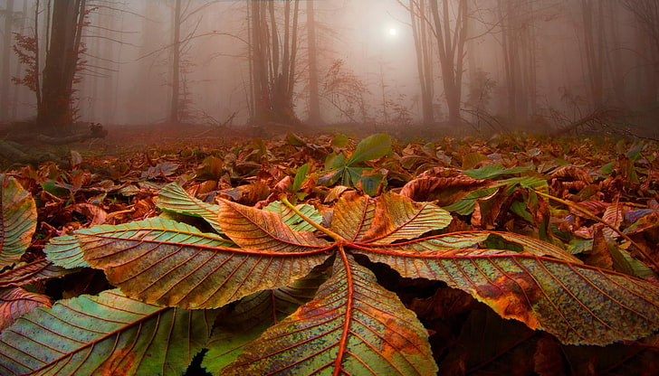 зелено-коричневый лист, природа, пейзаж, лес, листья, деревья, туман, солнечный свет, осень, HD обои
