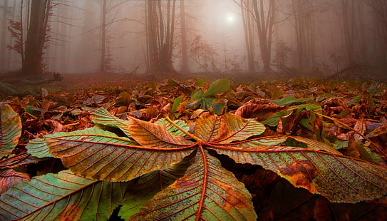 зелено-коричневый лист, природа, пейзаж, лес, листья, деревья, туман, солнечный свет, осень, HD обои HD wallpaper