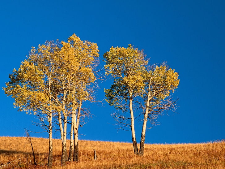 brown and black trees under blue sky photography, trees, sky, grass, nature, fall, HD wallpaper