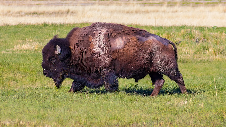 Antelope Island, bison, buffalo, field, grass, HD wallpaper