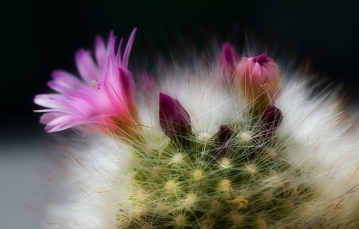 purple flowers, Spiny, halo, purple, flowers, Colin, Nikon  D7000, Sigma, f/2.8, bloom, Cactus, plant, spines, Nature, Watcher, Elite, Photography, flower, close-up, single Flower, macro, flower Head, beauty In Nature, summer, HD wallpaper