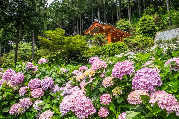 drzewa, kwiaty, Japonia, świątynia, altana, Kioto, hortensje, świątynia Mimuroto-ji, Tapety HD