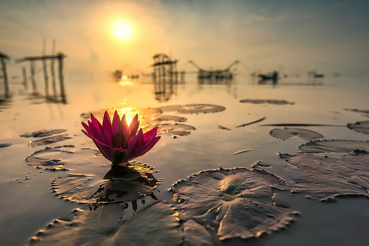 Loto, Tailandia, loto, sole, riflessione, Tailandia, Sfondo HD