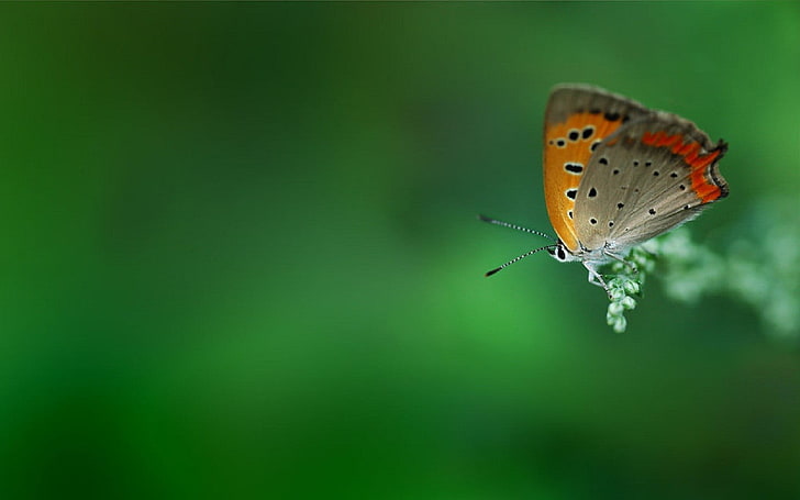 brauner und gelber Schmetterling, Schmetterling, Grün, Insekt, HD-Hintergrundbild