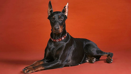 erwachsener schwarzer Dobermann Pinscher, Dobermann, Fotos, Hund, liegend, Hundehalsband, HD-Hintergrundbild HD wallpaper
