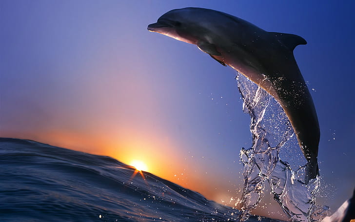 Дельфин прыжок, океан, море, брызги, закат, Дельфин, прыжок, океан, море, брызги, закат, HD обои
