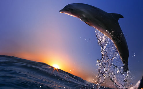 Skok delfina, ocean, morze, spray, zachód słońca, delfin, skok, ocean, morze, spray, zachód słońca, Tapety HD HD wallpaper
