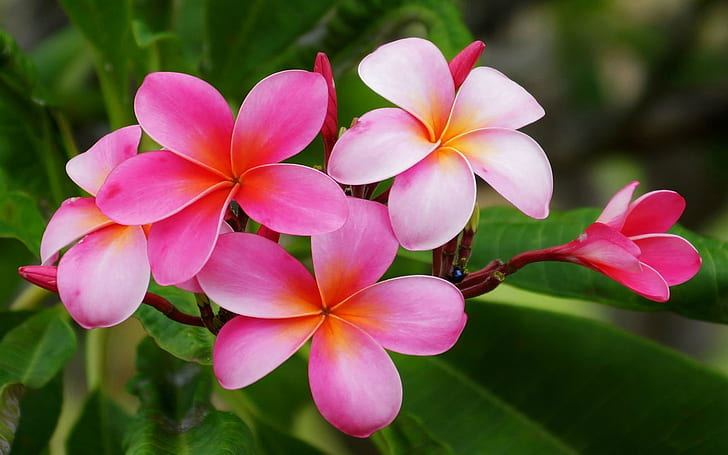Плюмерия Гавайские цветы Цветы с красновато-розовым и белым с желтым оранжевым цветом HD обои для мобильных телефонов, планшетов и ноутбуков 1920 × 1200, HD обои