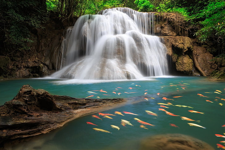 waterfalls and shoal of fish, Waterfalls, Waterfall, Fish, Koi, Nature, Rock, HD wallpaper
