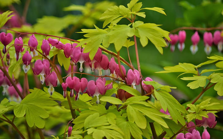 Bleeding Heart Dicentra Spectabilis Bloom Late In The Spring So Until The End Of The Summer, HD wallpaper