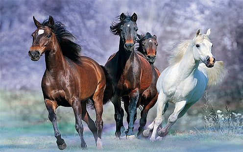 Galopujący koń Obrazy tła pulpitu panoramiczne, Tapety HD HD wallpaper