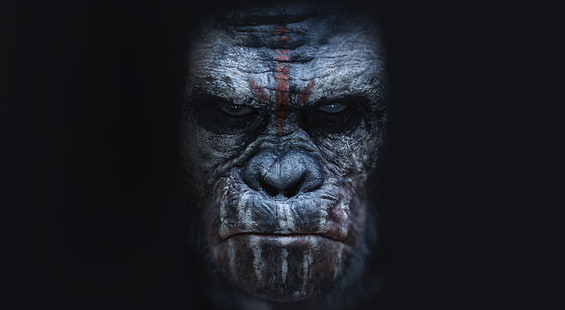 Dawn of the Planet of the Apes Koba, Dawn of the Planet Apes wallpaper, Movies, Other Movies, Movie, planet of the apes, 2014, Bonobo, HD wallpaper HD wallpaper
