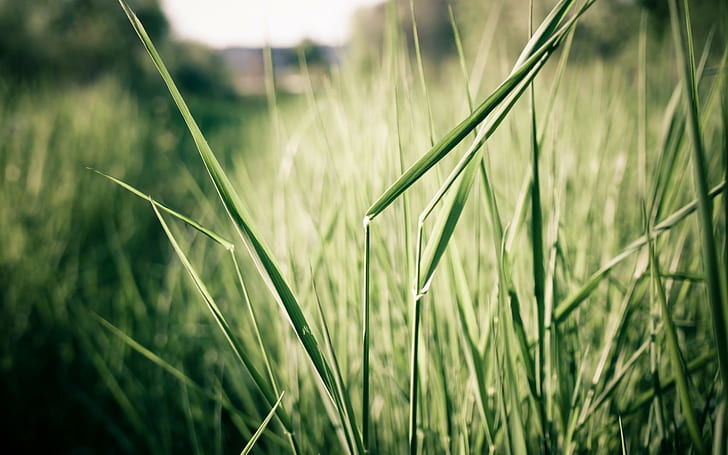 grass, HD wallpaper