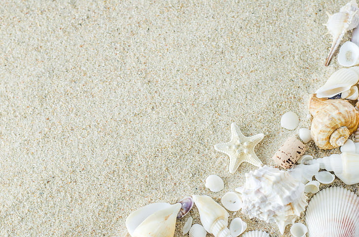 sand, beach, star, shell, summer, marine, starfish, seashells, HD wallpaper