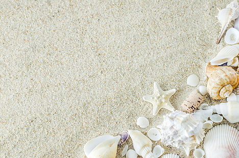 sand, beach, star, shell, summer, marine, starfish, seashells, HD wallpaper HD wallpaper