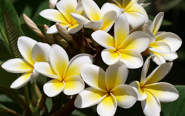 flowers, frangipani, plumeria, white, yellow, HD wallpaper
