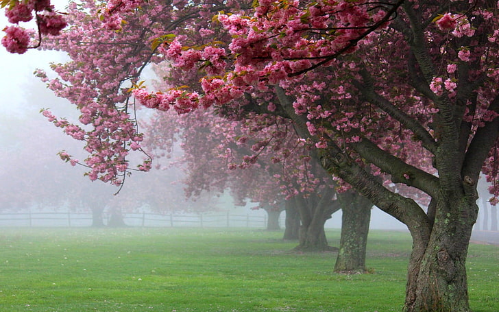 розови черешови дървета, природа, пейзаж, черешови дървета, мъгла, розово, цветя, пролет, трева, цвят, ограда, зелен, HD тапет