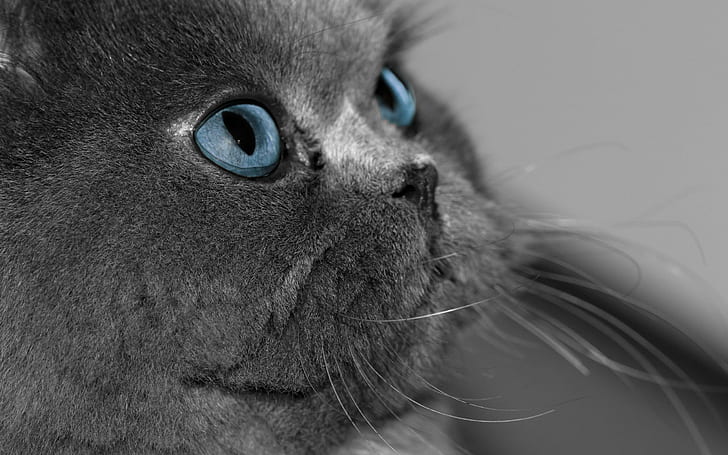Сива персийска котка, черна котка с късо покритие, животни, 2560x1600, персийска, HD тапет
