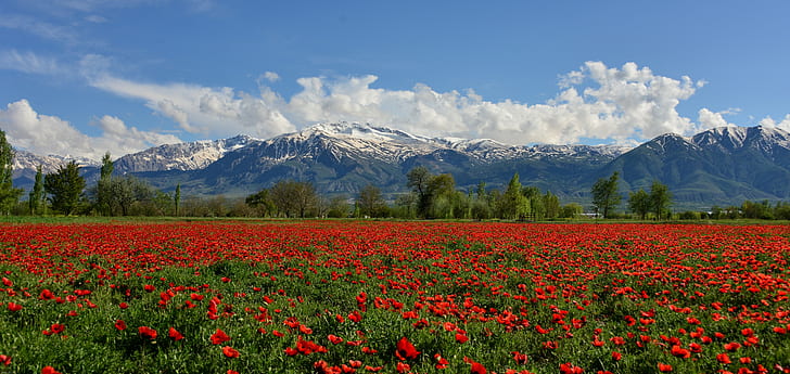 Эрзинджан, Турция, гора Мунзур, красное цветочное поле, цветы, поле, горы, маки, Эрзинджан, Турция, гора Мунзур, горный колодец, маковое поле, HD обои