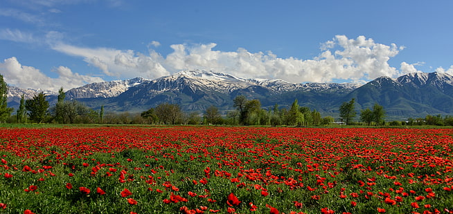 Erzincan, Turkey, Munzur Dağı, kırmızı çiçek tarlası, çiçekler, tarla, dağlar, haşhaş, Erzincan, Turkey, Munzur Dağı, Dağ Kuyusu, haşhaş tarlası, HD masaüstü duvar kağıdı HD wallpaper