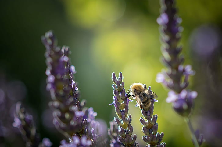 tilt shift lens photography of honeybee on purple flower, Entre deux, tilt shift lens, photography, honeybee, purple flower, abeille, bokeh, lavender, bee, nature, HD wallpaper