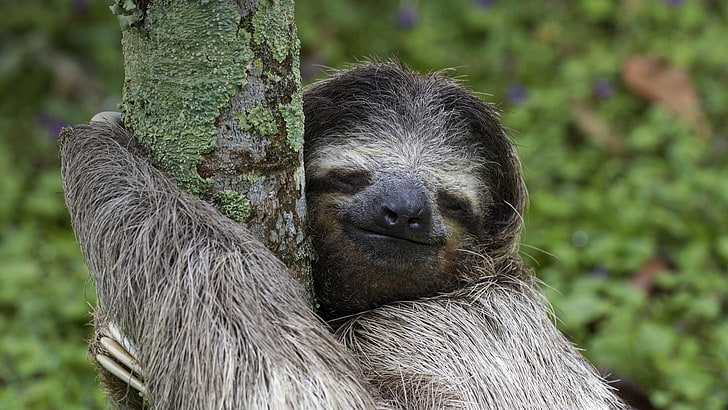 Animal, Sloth, Smile, HD wallpaper