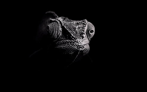 escuro, camaleões, olhos, fotografia, animais selvagens, HD papel de parede HD wallpaper