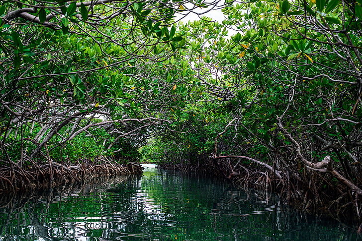 mangrove, mangroves, bushes, water, sea, oken, puerto rico, the united states, the island, mangrove forests, ocean, usa, island, gilligan, HD wallpaper