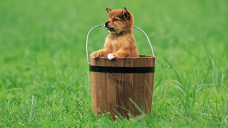 short-coated brown puppy, puppy, bucket, grass, sitting, waiting, HD wallpaper