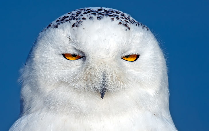 owl snowy bird-photography HD wallpaper, white owl, HD wallpaper
