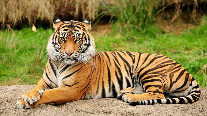 Прекрасный тигр, тигр, хищник, африка, животные, HD обои