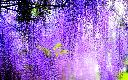 bunga ungu kelopak, pohon, bunga, kabur, berbunga, tandan, Wisteria, Wallpaper HD HD wallpaper