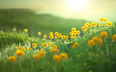 grass, green, nature, plants, flowers, yellow flowers, HD wallpaper HD wallpaper