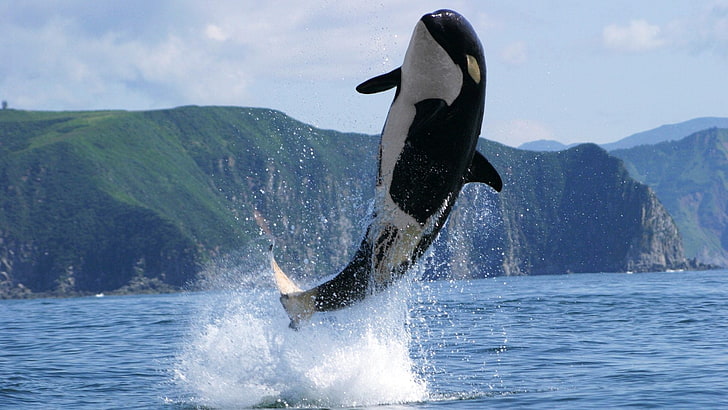 animales, ballena, orca, salto, HD wallpaper