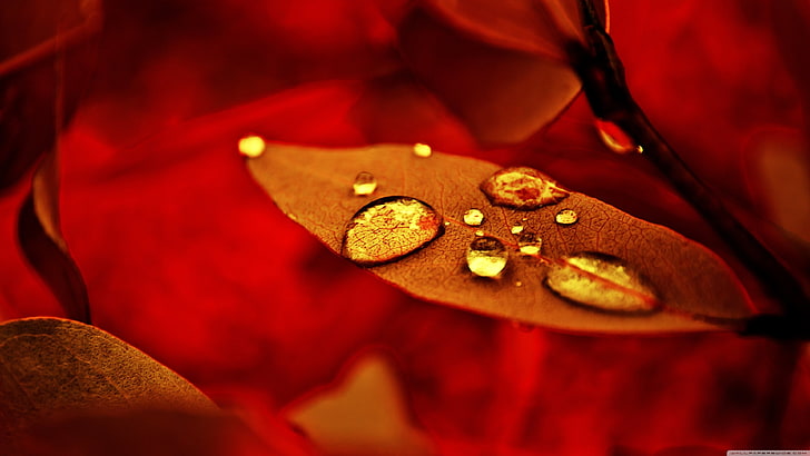 hoja roja, pintura de hoja marrón, naturaleza, macro, gotas de agua, hojas, otoño, Fondo de pantalla HD