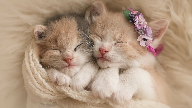 две котенца от калико, лежащи едно до друго, покрити с бял плетен плат, котенца, котки, сладки, HD тапет
