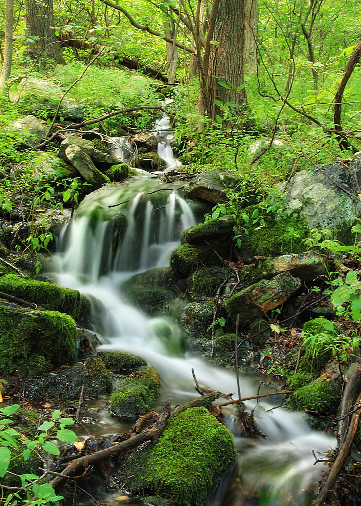 time lapse photography of flowing water between trees, falling spring, falling spring, Falling Spring, time lapse photography, water, trees, Pennsylvania, Northampton County, Blue Mountain, Kittatinny Mountain, Appalachian Trail, State Game Lands, SGL, Lehigh Valley, hiking, creek, stream, cascades  waterfall, rocks, moss  forest, understory, vegetation, creative commons, nature, forest, waterfall, tree, river, freshness, leaf, outdoors, green Color, landscape, scenics, moss, HD wallpaper
