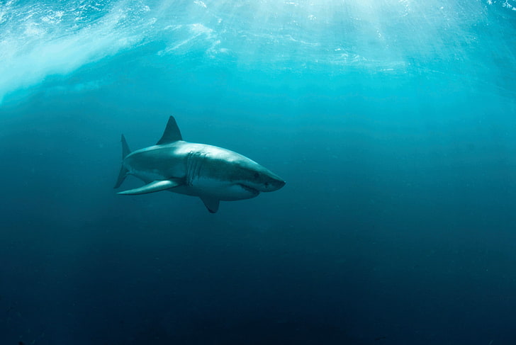 Tubarões, grande tubarão branco, HD papel de parede