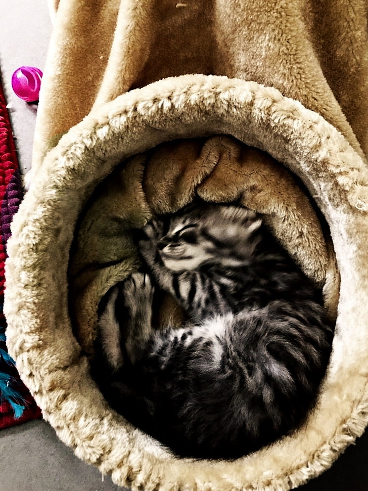 Maine Coon, Maine Coon kedi, HD masaüstü duvar kağıdı, telefon duvar kağıdı