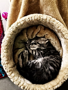 Maine Coon, Maine Coon cat, Sfondo HD HD wallpaper