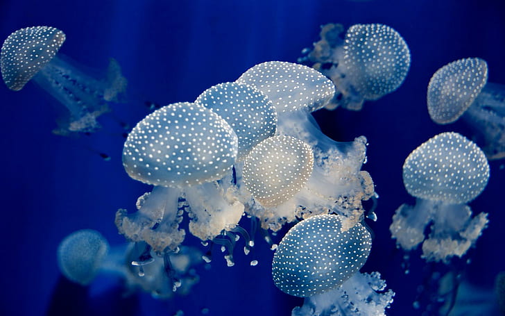 Underwater Jellyfish Ocean Sea Wide, fishes, jellyfish, ocean, underwater, wide, HD wallpaper