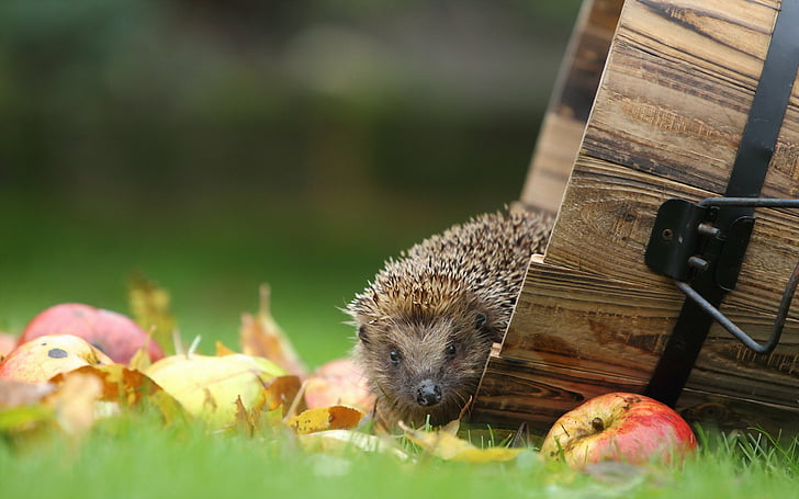 Animal, Hedgehog, Apple, Blur, Fall, Leaf, HD wallpaper