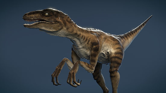 Animal, Dinossauro, Velociraptor, HD papel de parede HD wallpaper