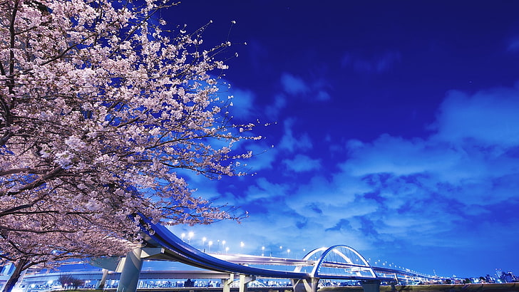 분홍색 벚꽃 나무와 회색 콘크리트 다리, 일본, 홋카이도, 다리, 사쿠라, HD 배경 화면
