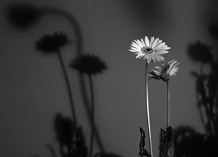 two white flowers photo, gerbera, gerbera, Gerbera, photo, monotone, fuji, x-e1, shadow, flower, black And White, nature, HD wallpaper
